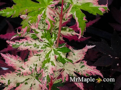 Buy Acer palmatum Uzen nishiki Japanese Maple